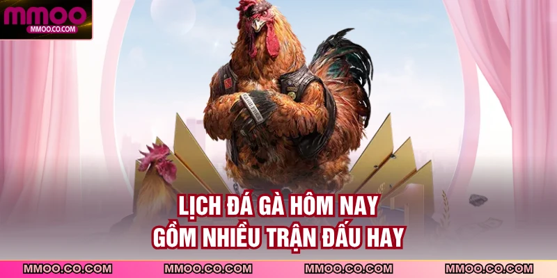 Lịch đá gà hôm nay gồm nhiều trận đấu hay
