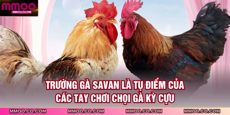 Trường gà Savan là tụ điểm của các tay chơi chọi gà kỳ cựu